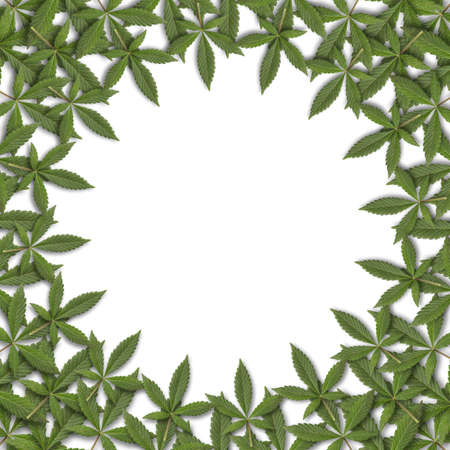 green fresh cannabis sativa leaves (marijuana) round frame on white backgroundの写真素材