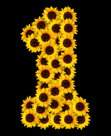 image of number 1 made of yellow sunflowers flowers isolated on black background. Design element for love concepts designs. Ideal for mothers day and spring themesの写真素材