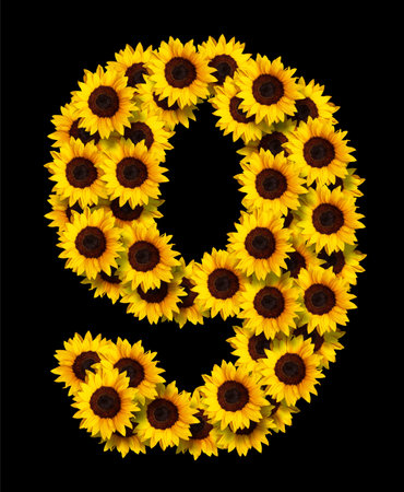 image of number 9 made of yellow sunflowers flowers isolated on black background. Design element for love concepts designs. Ideal for mothers day and spring themesの写真素材