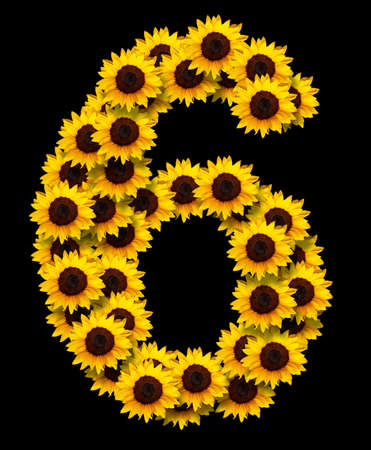 image of number 6 made of yellow sunflowers flowers isolated on black background. Design element for love concepts designs. Ideal for mothers day and spring themesの写真素材