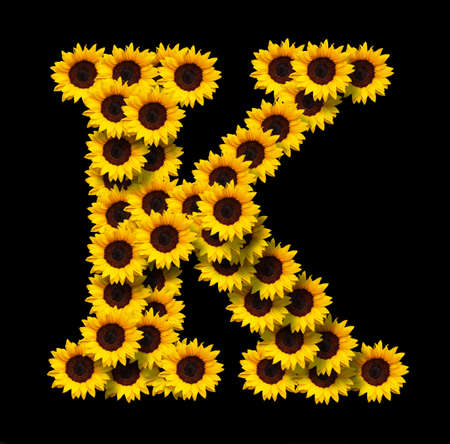 Capital letter K made of yellow sunflowers flowers isolated on black background. Design element for love concepts designs. Ideal for mothers day and spring themesの写真素材