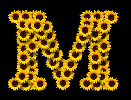 Capital letter M made of yellow sunflowers flowers isolated on black background. Design element for love concepts designs. Ideal for mothers day and spring themesの写真素材