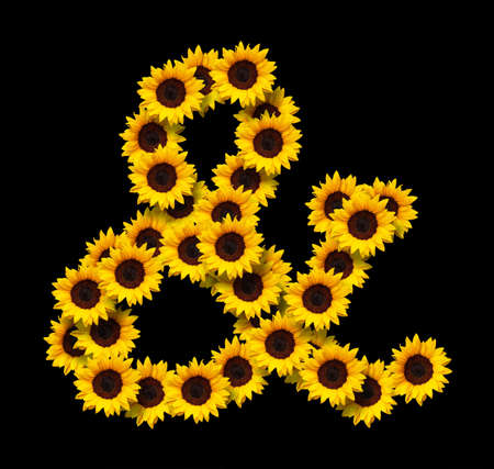 Ampersand symbol made of yellow sunflowers flowers isolated on black background. Design element for love concepts designs. Ideal for mothers day and spring themesの写真素材