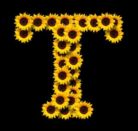 Capital letter T made of yellow sunflowers flowers isolated on black background. Design element for love concepts designs. Ideal for mothers day and spring themesの写真素材