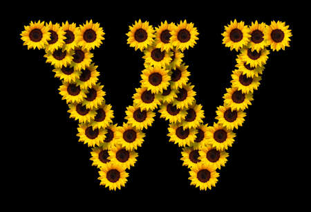 Capital letter W made of yellow sunflowers flowers isolated on black background. Design element for love concepts designs. Ideal for mothers day and spring themesの写真素材
