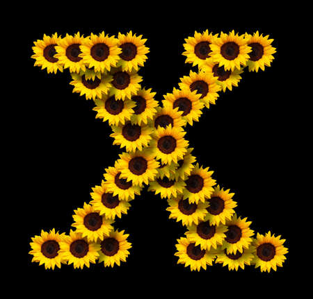 Capital letter X made of yellow sunflowers flowers isolated on black background. Design element for love concepts designs. Ideal for mothers day and spring themesの写真素材