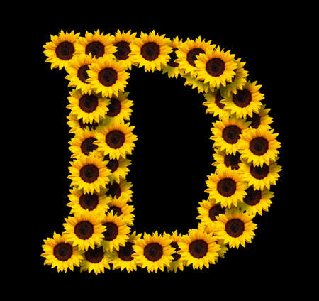 Capital letter D made of yellow sunflowers flowers isolated on black background. Design element for love concepts designs. Ideal for mothers day and spring themesの写真素材