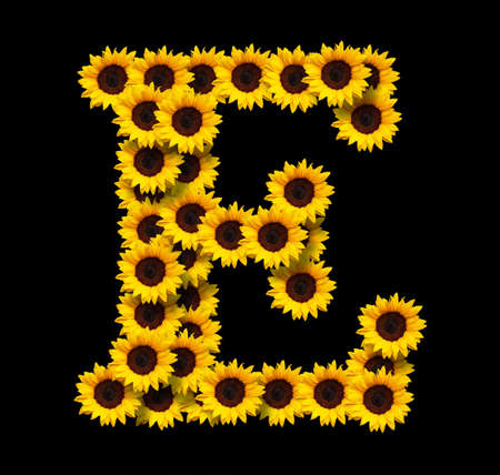 Capital letter E made of yellow sunflowers flowers isolated on black background. Design element for love concepts designs. Ideal for mothers day and spring themesの写真素材