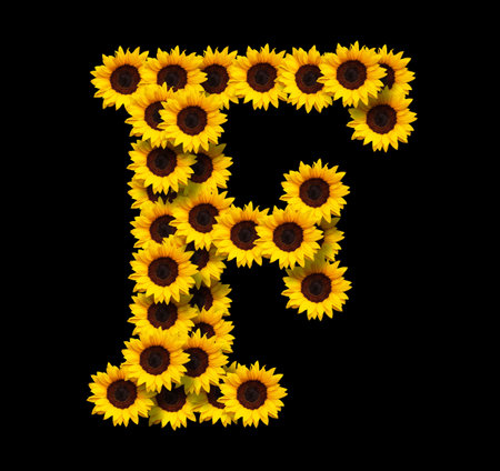 Capital letter F made of yellow sunflowers flowers isolated on black background. Design element for love concepts designs. Ideal for mothers day and spring themesの写真素材