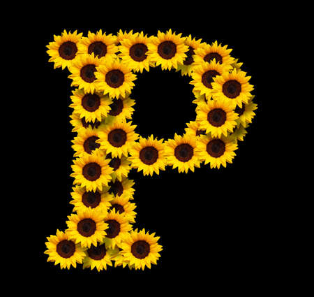 Capital letter P made of yellow sunflowers flowers isolated on black background. Design element for love concepts designs. Ideal for mothers day and spring themesの写真素材