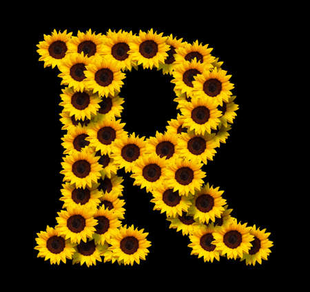 Capital letter R made of yellow sunflowers flowers isolated on black background. Design element for love concepts designs. Ideal for mothers day and spring themesの写真素材
