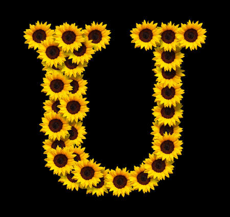 Capital letter U made of yellow sunflowers flowers isolated on black background. Design element for love concepts designs. Ideal for mothers day and spring themesの写真素材
