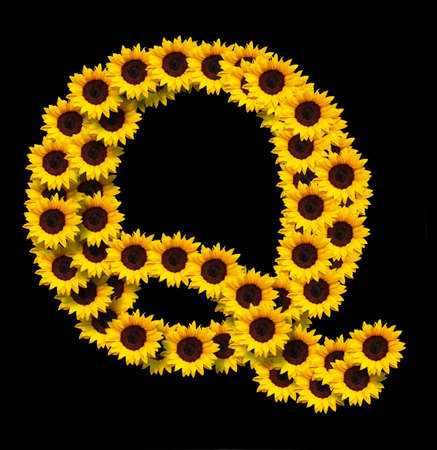 Capital letter Q made of yellow sunflowers flowers isolated on black background. Design element for love concepts designs. Ideal for mothers day and spring themesの写真素材