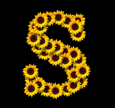 Capital letter S made of yellow sunflowers flowers isolated on black background. Design element for love concepts designs. Ideal for mothers day and spring themesの写真素材