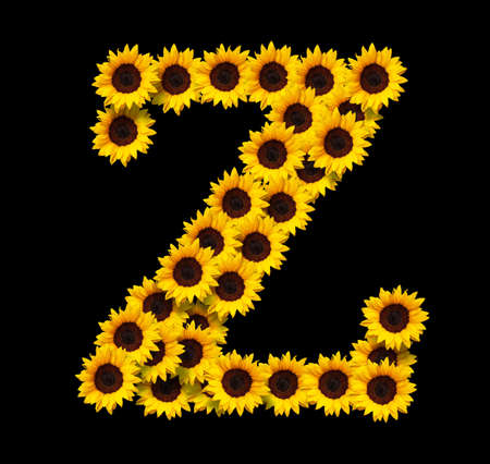 Capital letter Z made of yellow sunflowers flowers isolated on black background. Design element for love concepts designs. Ideal for mothers day and spring themesの写真素材