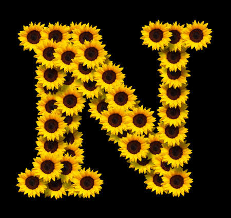 Capital letter N made of yellow sunflowers flowers isolated on black background. Design element for love concepts designs. Ideal for mothers day and spring themesの写真素材