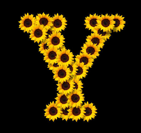 Capital letter Y made of yellow sunflowers flowers isolated on black background. Design element for love concepts designs. Ideal for mothers day and spring themesの写真素材