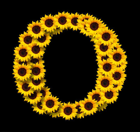 Capital letter O made of yellow sunflowers flowers isolated on black background. Design element for love concepts designs. Ideal for mothers day and spring themesの写真素材