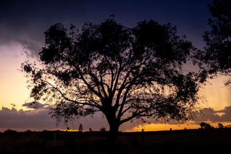Big tree silhouette at sunset. Springtime scenery of Jalisco, Mexicoの写真素材