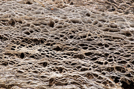 Abstract grunge organic texture. Close up image of a dry trunk of large Mexican cactus tree (nopal).の写真素材