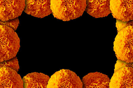 frame of Cempasuchil orange flowers or Marigold. (Tagetes erecta) Traditionally used in altars for the celebration of the day of the dead in Mexicoの写真素材