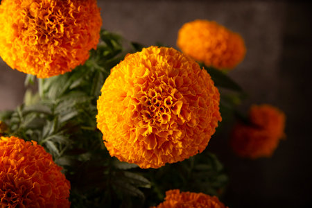 Closeup of Cempasuchil orange flowers or Marigold. (Tagetes erecta) Traditionally used in altars for the celebration of the day of the dead in Mexicoの写真素材