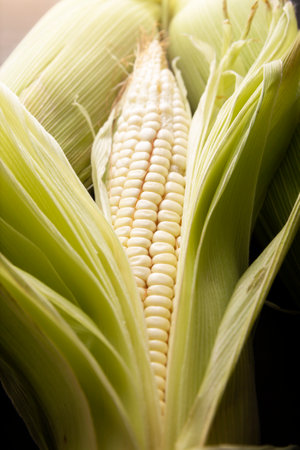 Close up image of raw white corn on the cob on black rustic surface.の写真素材