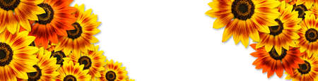 Sunflowers (Duarf Music Bos Sunfloer) panoramic banner frame design with copy space on white backgroundの写真素材