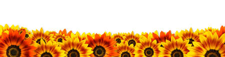 Sunflowers (Duarf Music Box Sunflower) panoramic banner frame design with copy space on white background. Useful for Spring themes or Mothers dayの写真素材