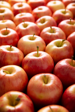 Several Royal Gala Apples (malus domestica). Apple trees are cultivated worldwide and are the most widely used species of the genus Malus. Filling the frame compositionの写真素材
