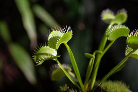 Image of carnivorous plant, (Dionaea muscipula) called Venus FlyTraps, insectivorous plant native to subtropical wetlands highly coveted as an ornamental plant.の写真素材
