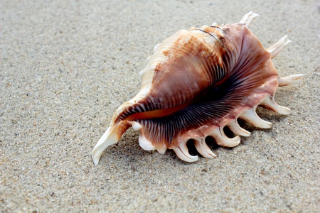 Sea shell on sand 