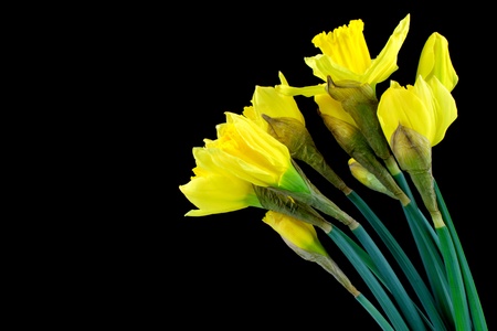 Daffodil, narcissus on black background の写真素材