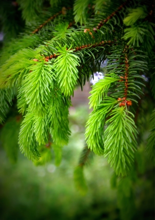 New fir branchesの写真素材