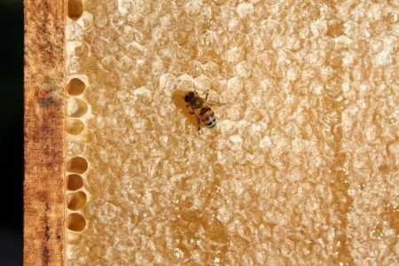 Bee on honeycomb