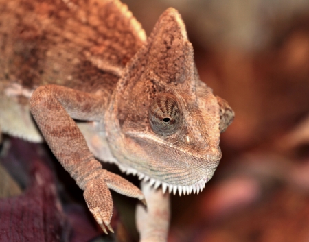 Chameleonの写真素材