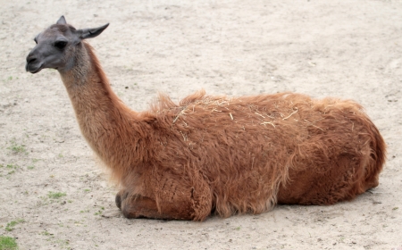 llamaの写真素材
