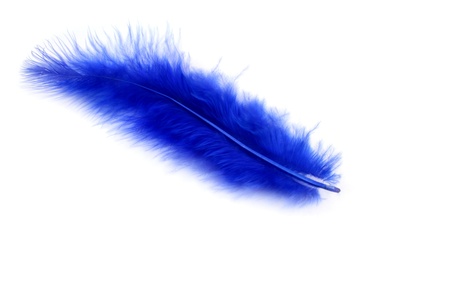 Blue feather on a white backgroundの写真素材