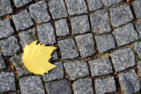 Road paving stones and yellow leaf  Autumn concept の写真素材