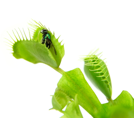 Carnivorous plant  Flytrap   Dionaea muscipula   