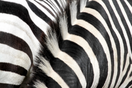 Zebra, close up image の写真素材