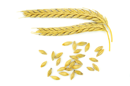 Wheat ears and grains isolated on white background の写真素材