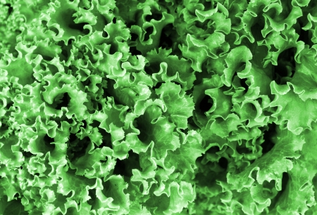 Fresh lettuce leavesの写真素材