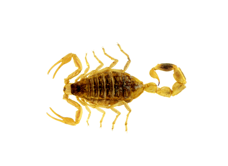 Scorpion isolated on white background の写真素材