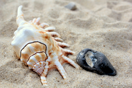 Seashell and stone on beach sand ,close up image