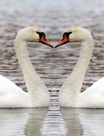 Swan heart ,close up image