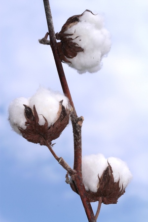 Cotton plant  Ripe cotton ready for harvesting の写真素材