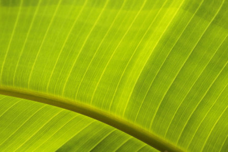 Banana leaf backgroundの写真素材