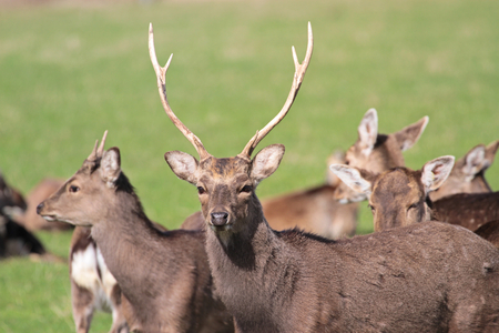 Deer herdの写真素材