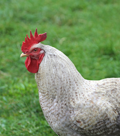White chicken on grass